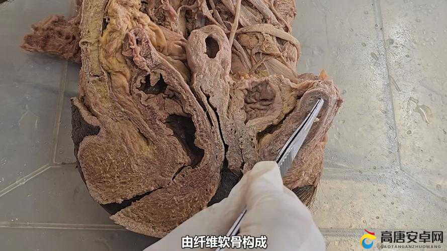 关于女性生殖系统标本，你知道有哪些关键特征和重要意义吗？